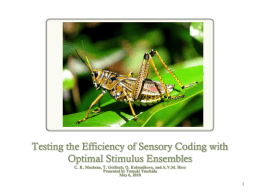 Testing the Efficiency of Sensory Coding with Optimal