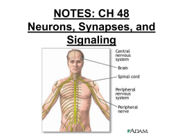 Ch 48: Nervous System – part 1