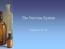 The Nervous System - School District of New Berlin