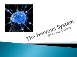 The Nervous System - De Soto High School