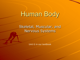 Human Body - morton709.org