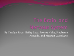 The Nervous System - Watchung Hills Regional High School