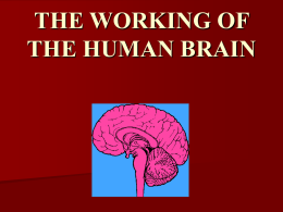 THE WORKING OF THE HUMAN BRAIN