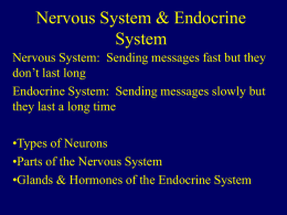 Nervous System - Grand Haven Area Public Schools