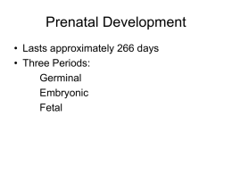 Prenatal Development - Stephen F. Austin State University
