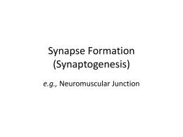 7Synapse Form