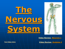 The Peripheral Nervous System The P.N.S.