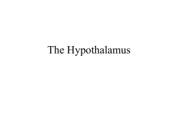 Hypothalamus15