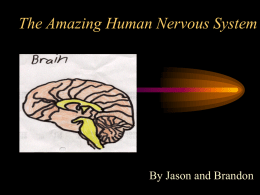 PowerPoint Presentation - The Amazing Human Nervous System