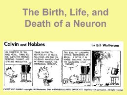 Birth, Life, & Death of a Neuron
