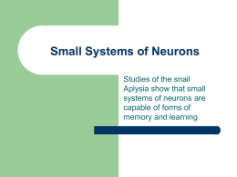 Small System of Neurons - Blue Valley School District
