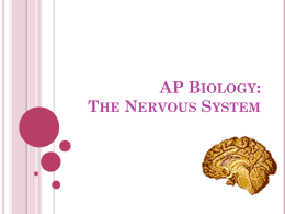 The Nervous System PowerPoint