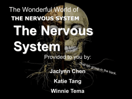 nervoussystemwebquest