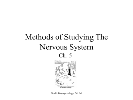 Methods of Studying The Nervous System - U