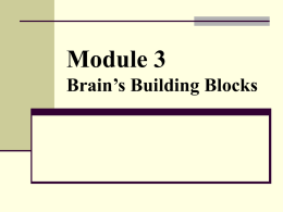 Module 3 Brain`s Building Blocks
