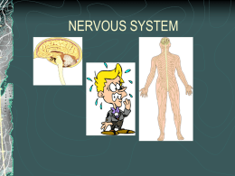 1-nervous_system