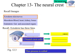 Chapter 13- The neural crest