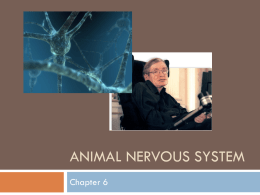 animal nervous system - mf011