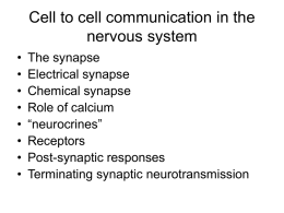 Cell to cell communication in the nervous system