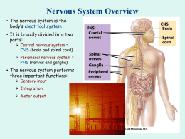Overview of the Nervous System (the most important system in the