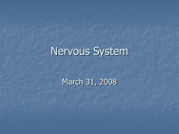 Nervous System - SteinkeScience