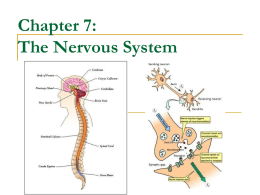 Chapter 7: The Nervous System