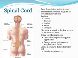 Spinal Cord 14th sept