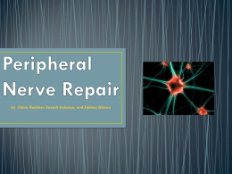 Peripheral Nerve Repair