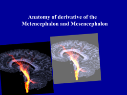15 Anatomy of the Metencephalon and Mesencephalon