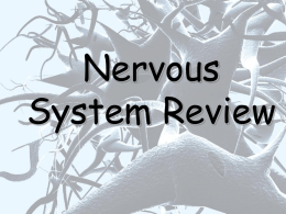 Nervous System Review Power Point