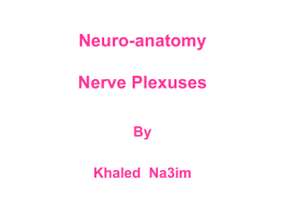 Neuroanatomy , the nerve plexuses