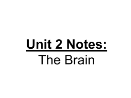 Unit 2 Notes: The Brain
