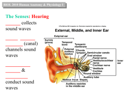 The Senses: Hearing
