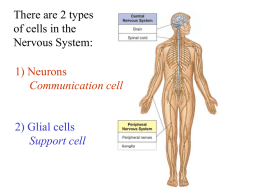 11. Spinal Cord Anatomy