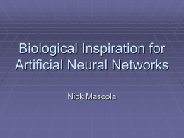 Biological Inspiration for Artificial Neural Networks