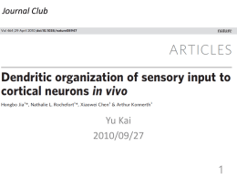 Dendritic organization of sensory input to cortical neurons in vivo