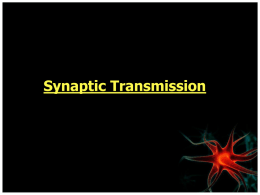 Nerve Impulse Transmission