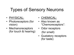 Neurobiology of the Senses