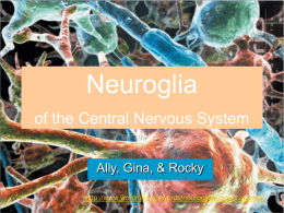 Neuroglia - wsscience