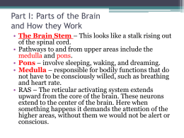 Parts of the Brain and How they Work