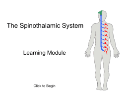 The Spinothalamic System - Academy of Neurologic Physical Therapy