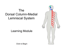 The Dorsal Column-Medical Lemniscal System