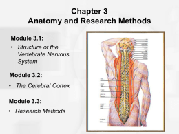 Neuroanatomy Handout #3: Brain Structures The Cerebral Cortex