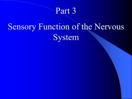 nervous system part 3 sensory function