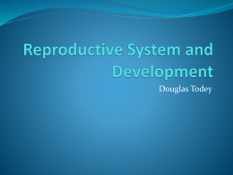 Reproductive System and Development