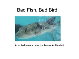 Pufferfish Case Powerpoint