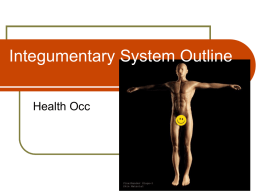 Integumentary System Outline