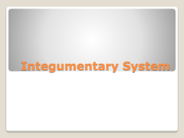 Integumentary System Notes