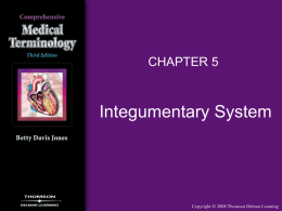 chapter 05 integumentary system