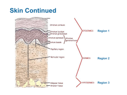Notes on Integumentary System (Dermis)